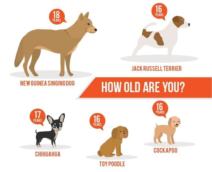 Chart showing average lifespan of dog breeds: New Guinea Singing Dog 18, Chihuahua 17, Jack Russell Terrier 16, Toy Poodle 16, Cockapoo 16 years.