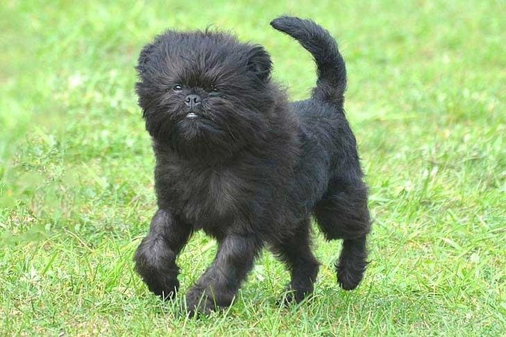 Black Affenpinscher puppy with fluffy fur walking on green grass outdoors.
