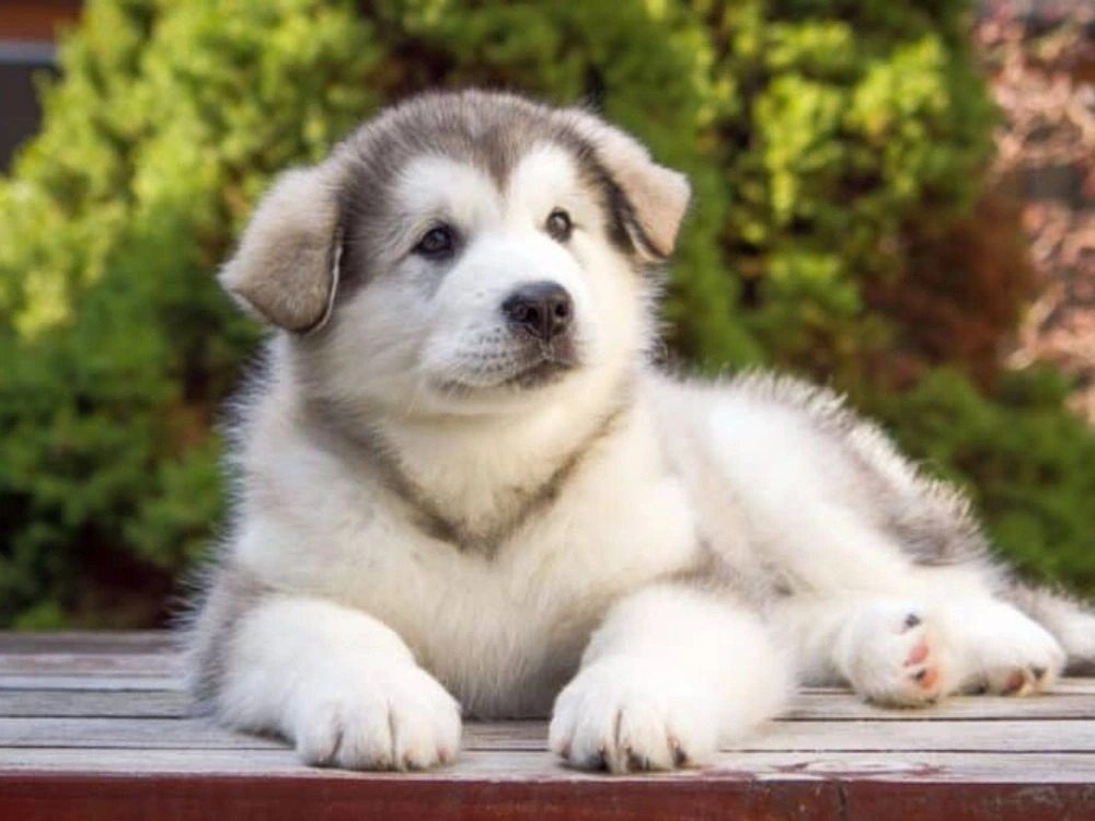 Fluffy Alaskan Malamute puppy lying on a wooden surface with green foliage in the background.