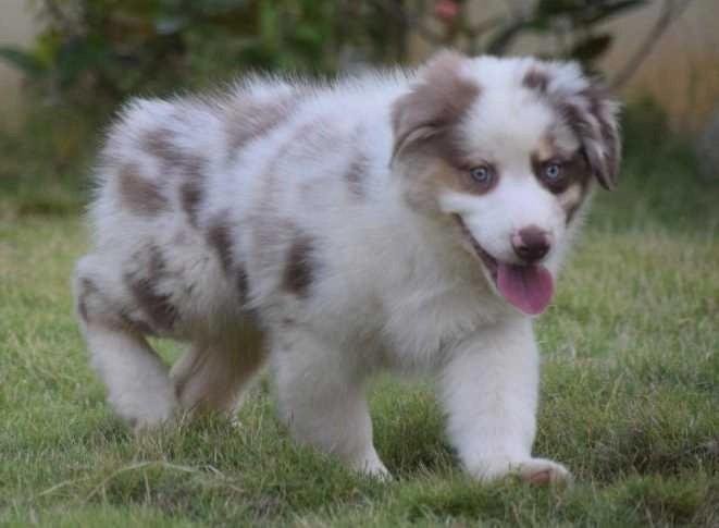 Fluffy white and brown spotted Affenpinscher puppy walking on green grass outdoors.