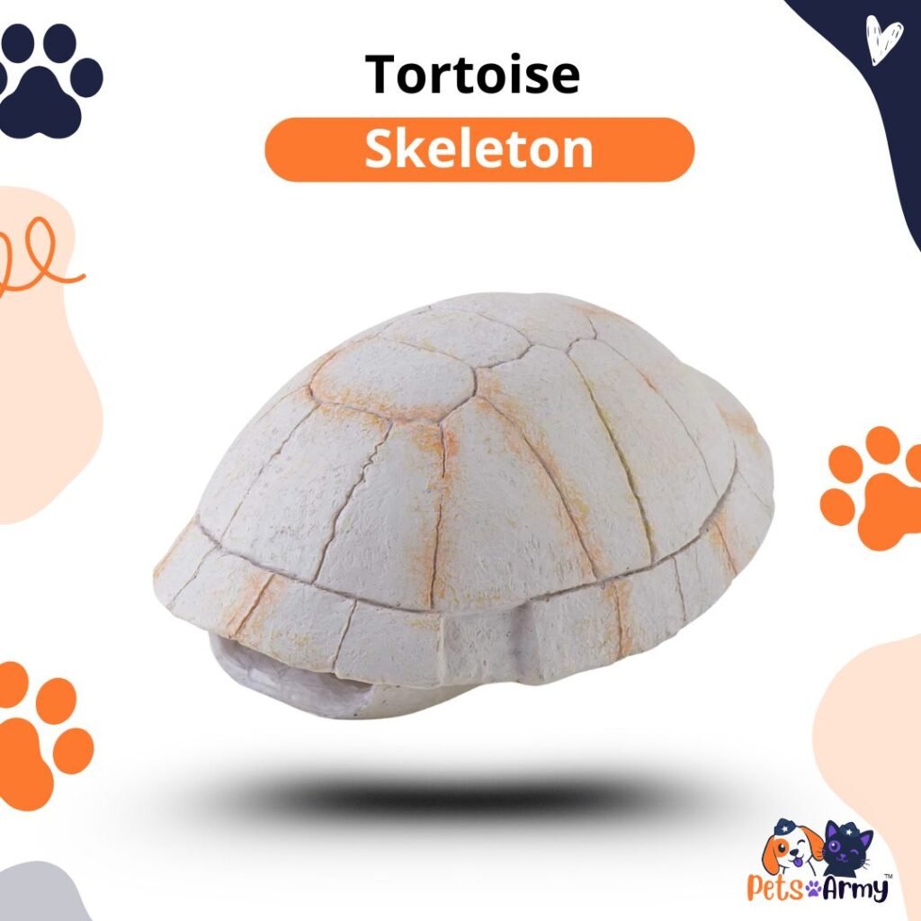 Tortoise Skeleton for Aquarium - Pets Army