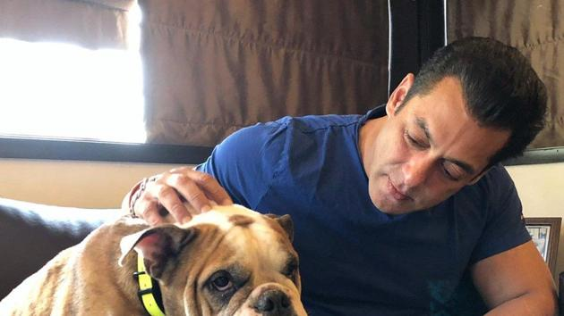 Salman Khan Dogs