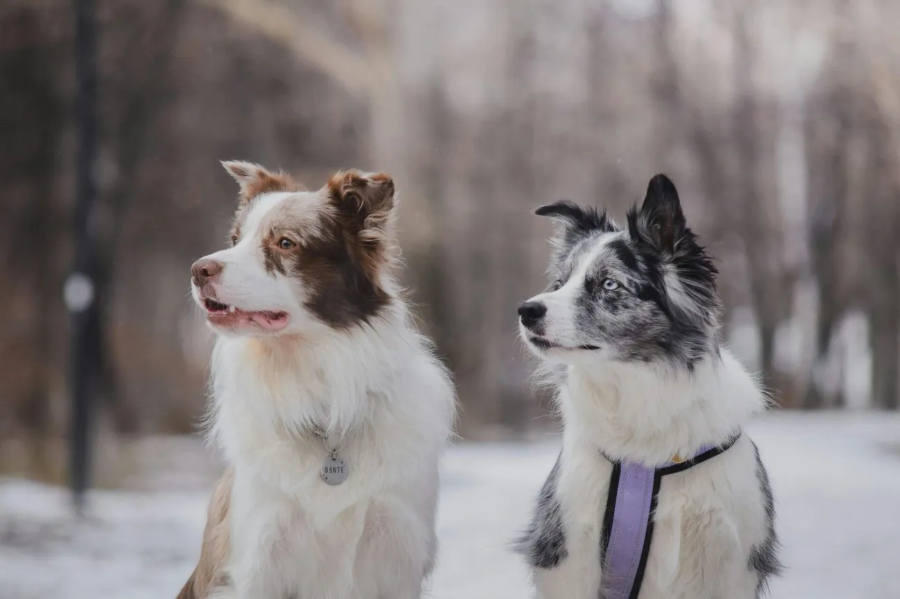 Two Border Collies sitting outdoors in winter, one brown and white and the other black and white with a purple harness.