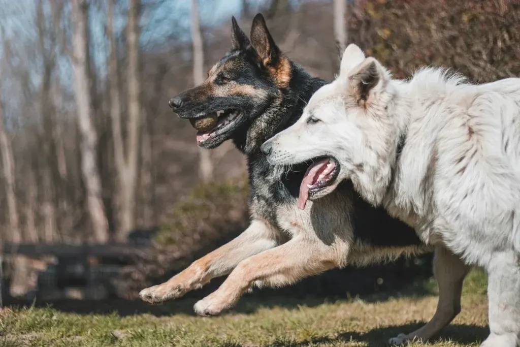 Two German Shepherds with different coat colors, one black and tan and one white, playing outdoors on grass.