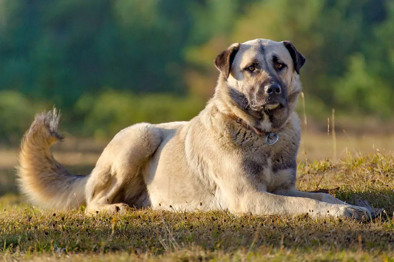 An Anatolian Shepherd dog with a thick coat lying on grass in a natural outdoor setting.