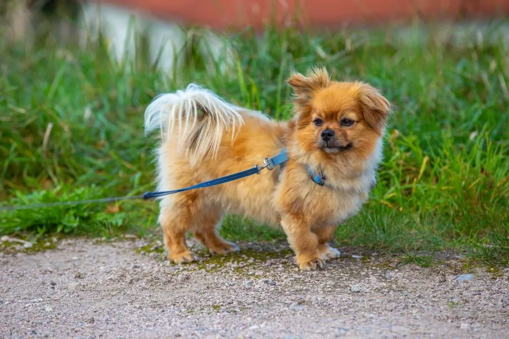 Small fluffy Affenhuahua dog with tan fur and a curled tail standing on a gravel path with grass in the background.