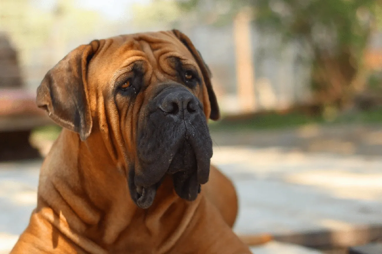 Close-up of a brown Mastiff dog with a wrinkled face and droopy ears sitting outdoors in soft sunlight.