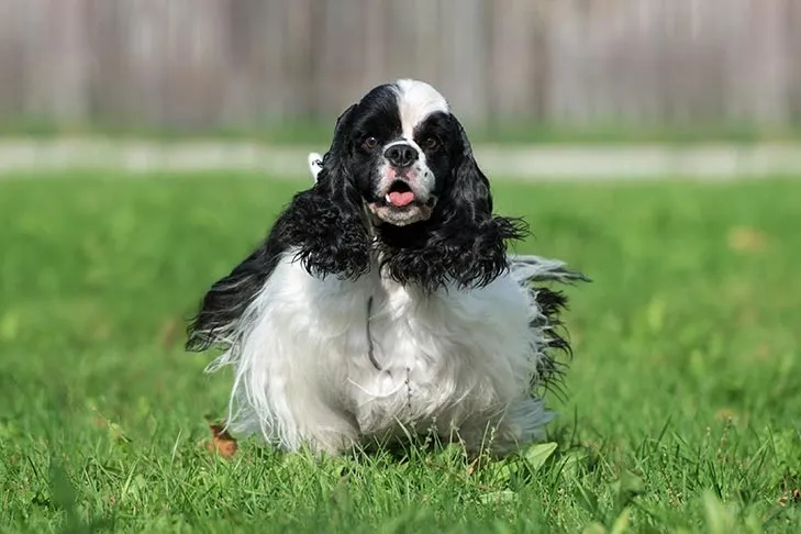 Black and white Cocker Spaniel dog running on green grass outdoors with its tongue slightly out.