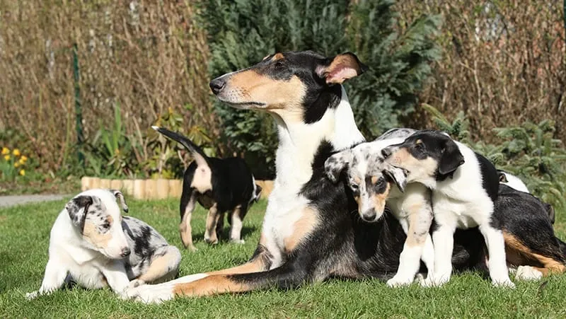 A Smooth Collie adult dog lying on grass with several playful puppies around it in a garden setting.