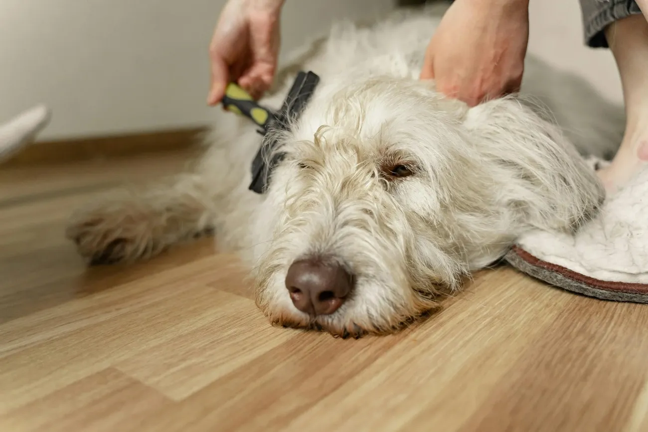 Person brushing a large, fluffy white dog lying on a wooden floor with a grooming brush.