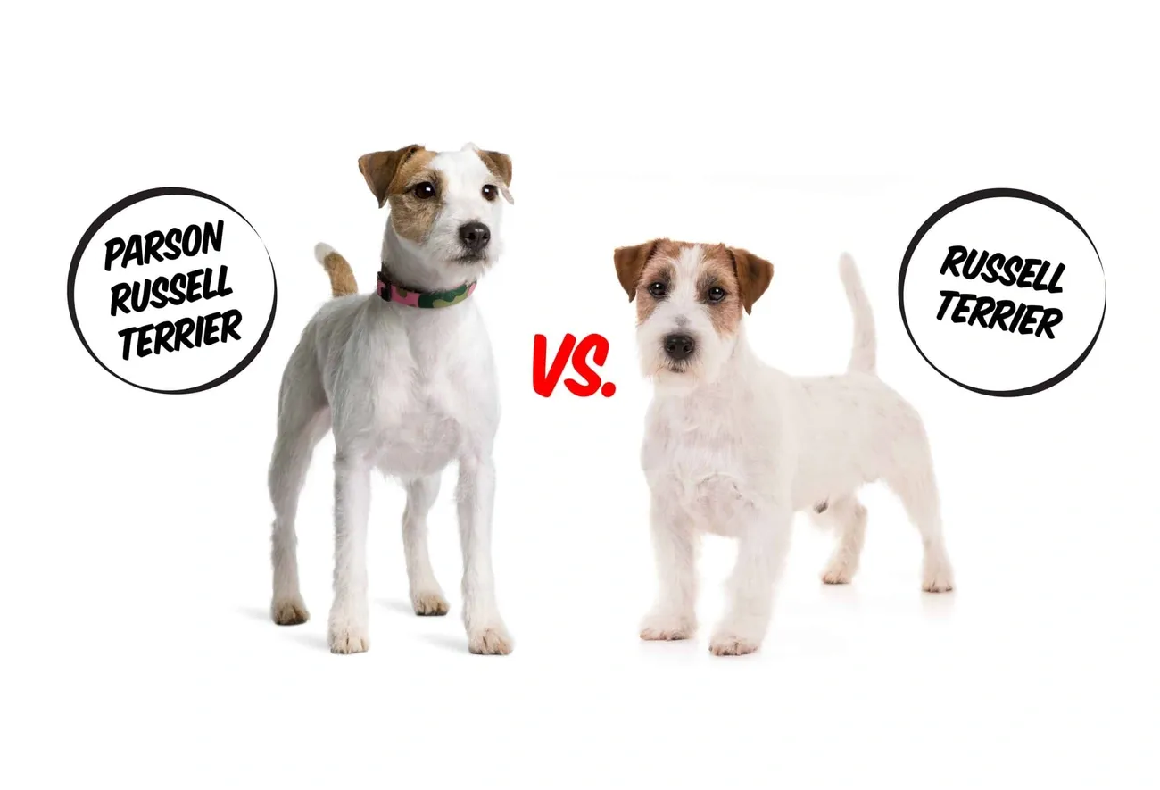 Comparison of a Parson Russell Terrier and a Russell Terrier standing side by side on a white background