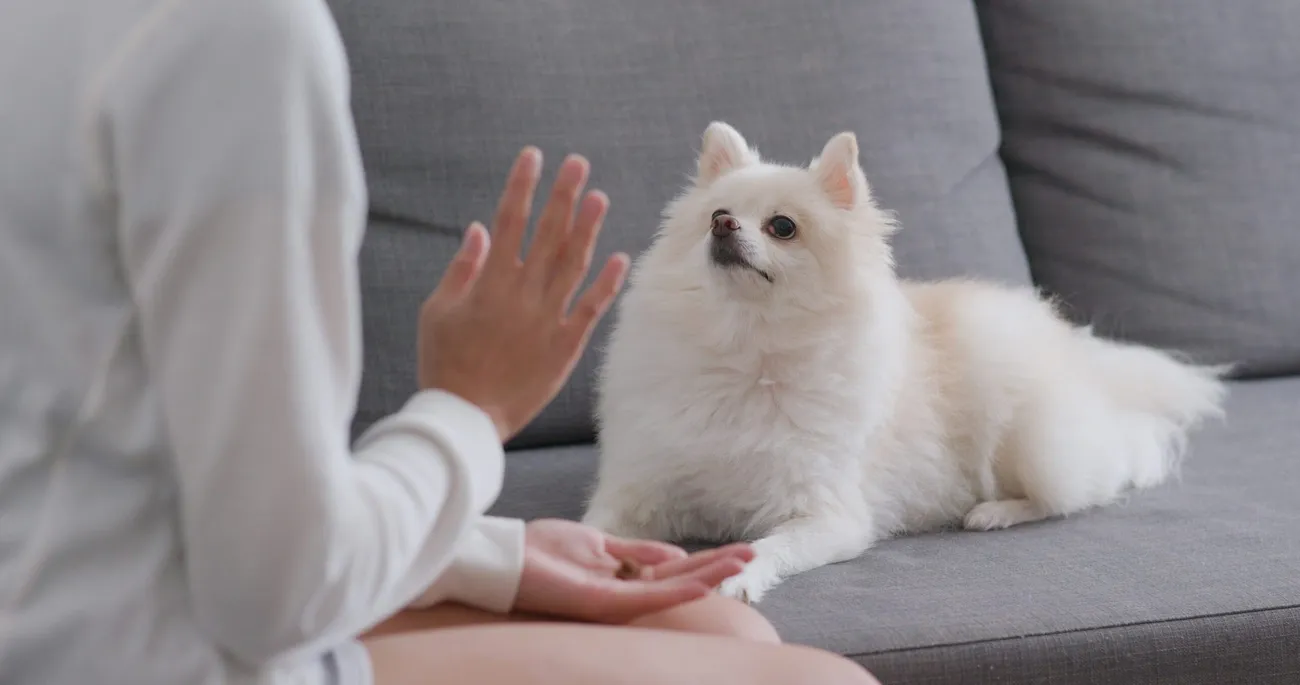 Person training a white Pomeranian on a gray couch using hand signals and treats for obedience.