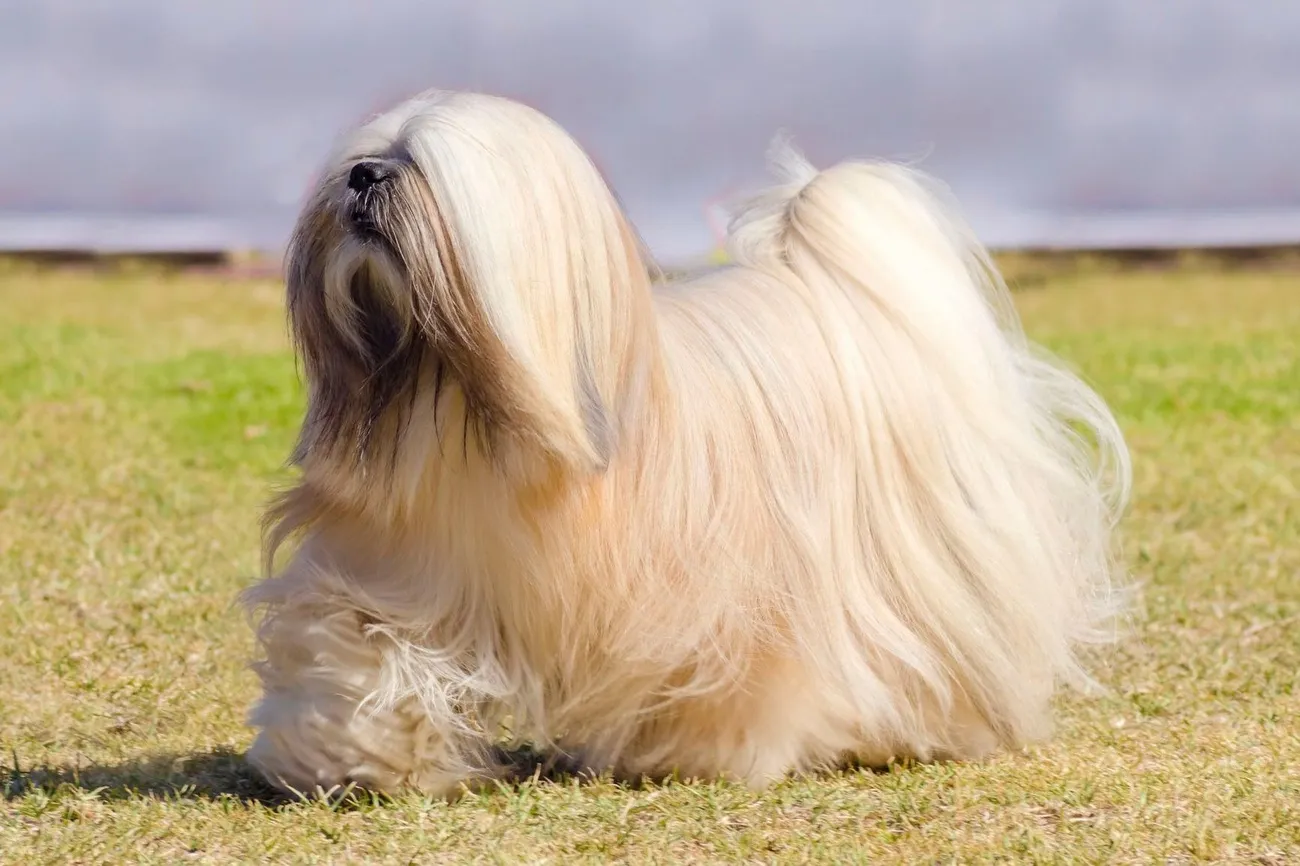 Lhasa Apso dog with long flowing cream-colored fur standing on grass, showcasing its characteristic coat and tail.