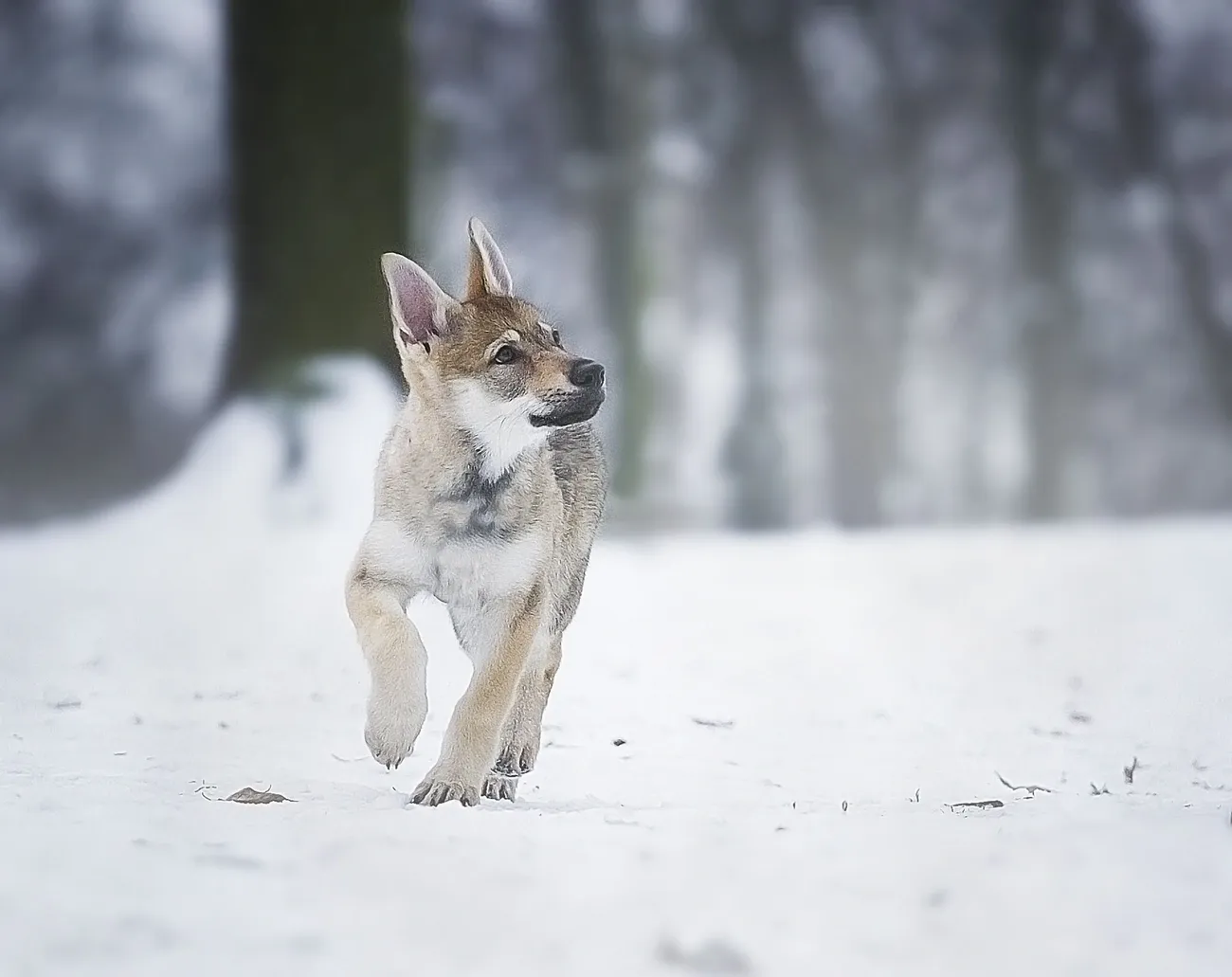Czechoslovakian Wolfdog puppy walking in a snowy forest, showcasing its wolf-like appearance and alert expression.