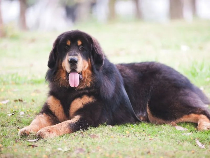 Large Mastiff breed dog with black and tan fur lying on grass with tongue out and a leash attached.