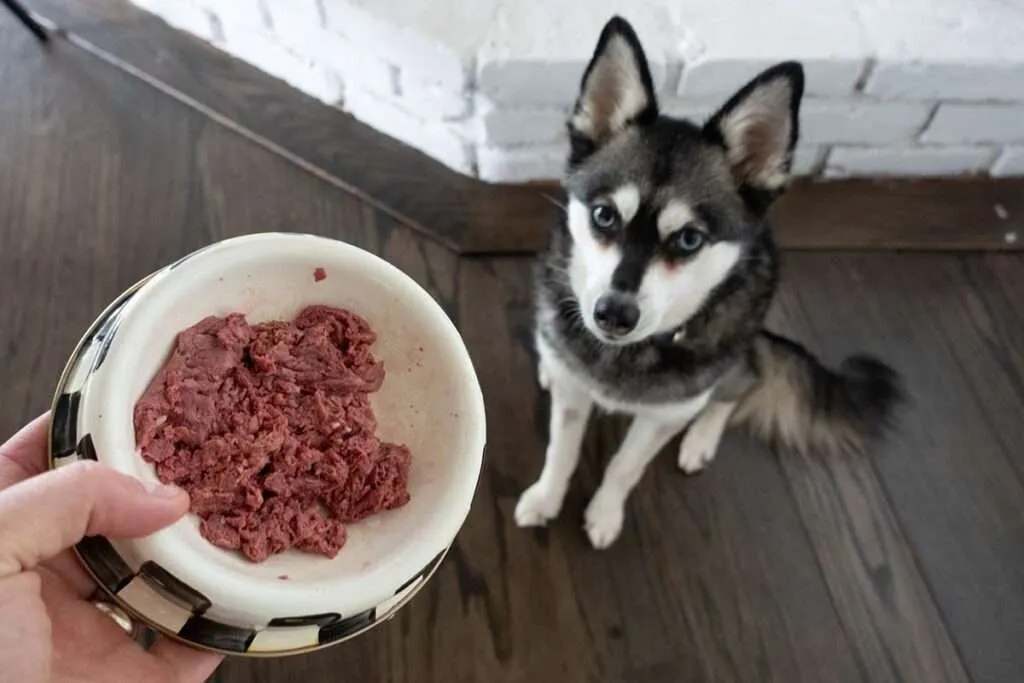 Hand holding a bowl of raw dog food in front of an Alaskan Klee Kai sitting on a wooden floor.