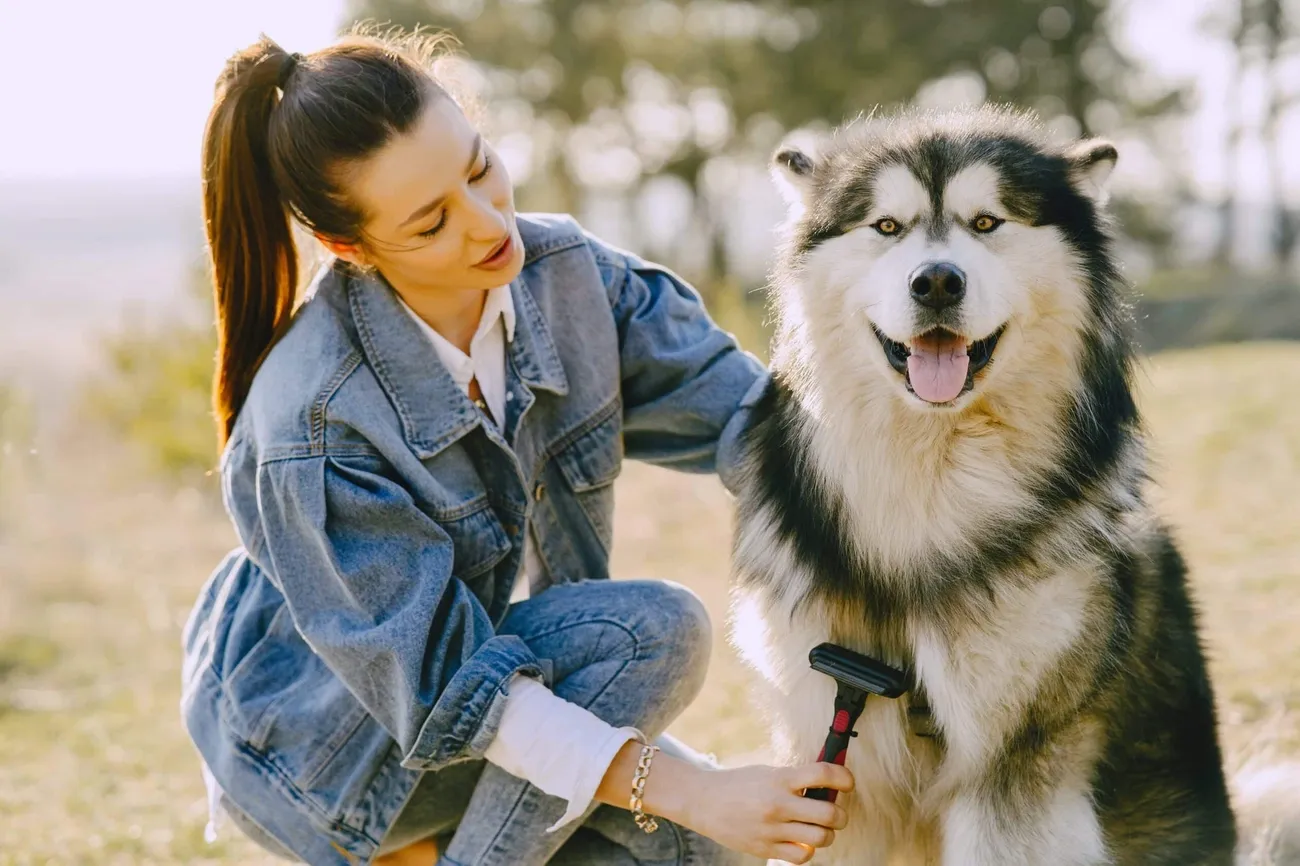 Person grooming a happy Siberian Husky outdoors with a fur brush on a sunny day