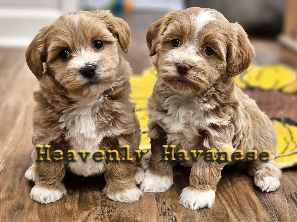 Two fluffy brown and white Havanese puppies sitting on a wooden floor with a yellow rug behind them.