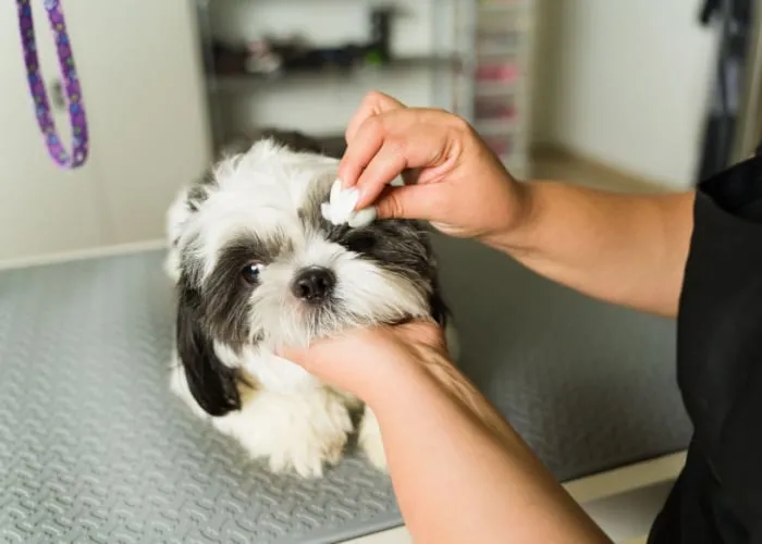 Person cleaning a Shih Tzu's eye with a cotton pad during at-home grooming.
