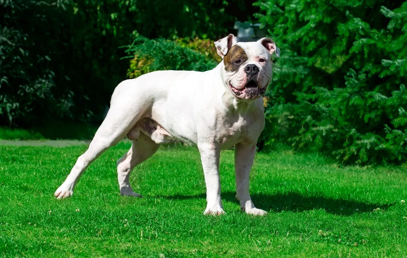 White American Bulldog with a brown patch on its face standing on green grass in a garden.