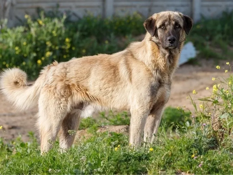 Light brown Anatolian Shepherd dog standing in a grassy area with a blurred fence background