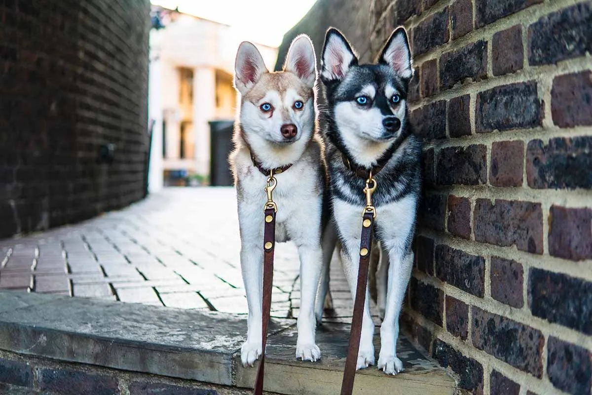 Two Alaskan Klee Kai dogs on leashes standing against a brick wall in an alleyway.
