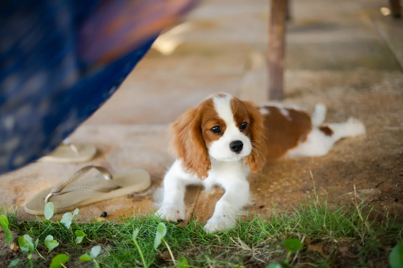 A Cavalier King Charles Spaniel puppy lying on the ground near grass and a pair of sandals outdoors.