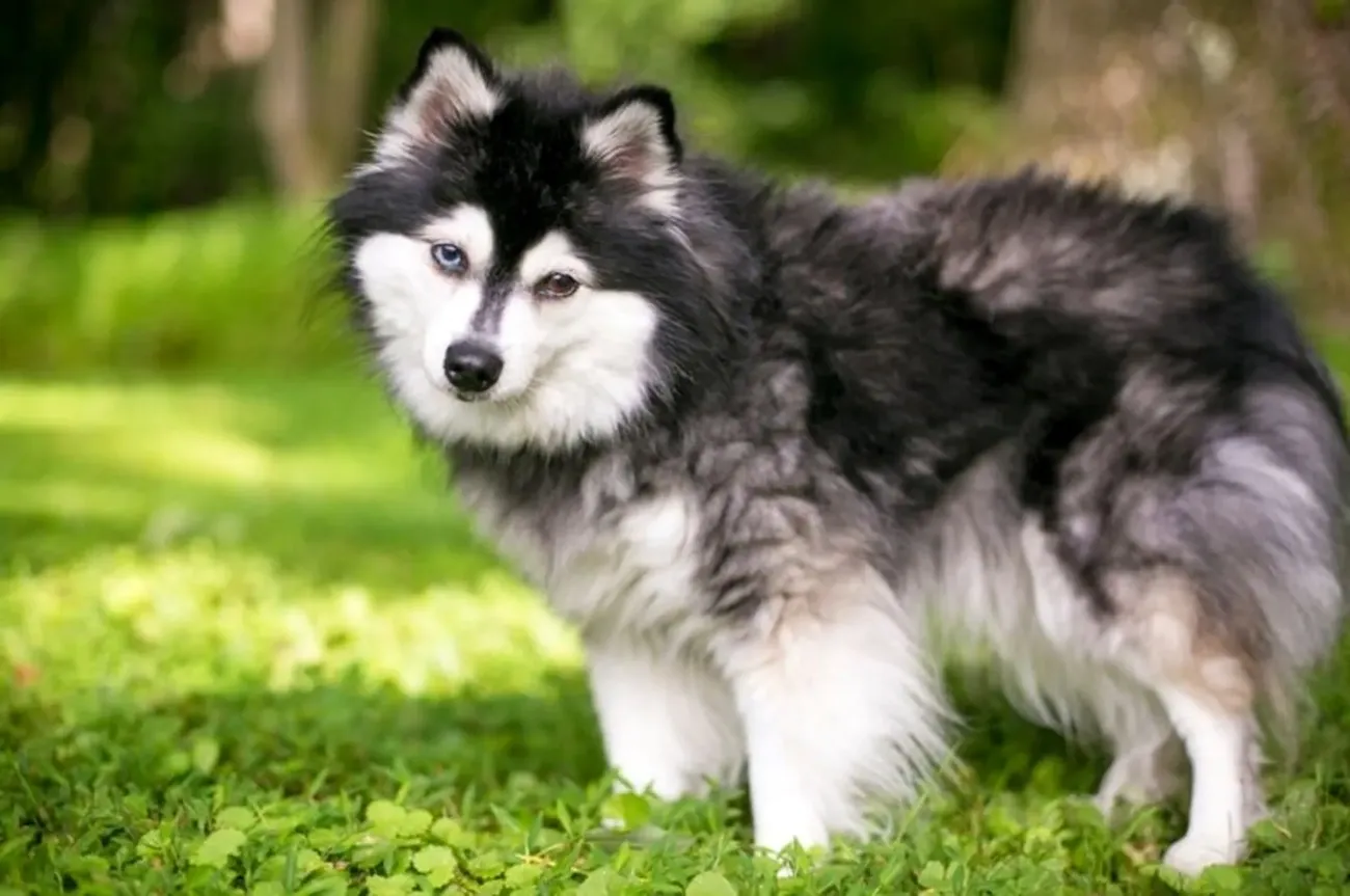 Fluffy black and white Alaskan Klee Kai dog standing on green grass in a sunlit outdoor setting.