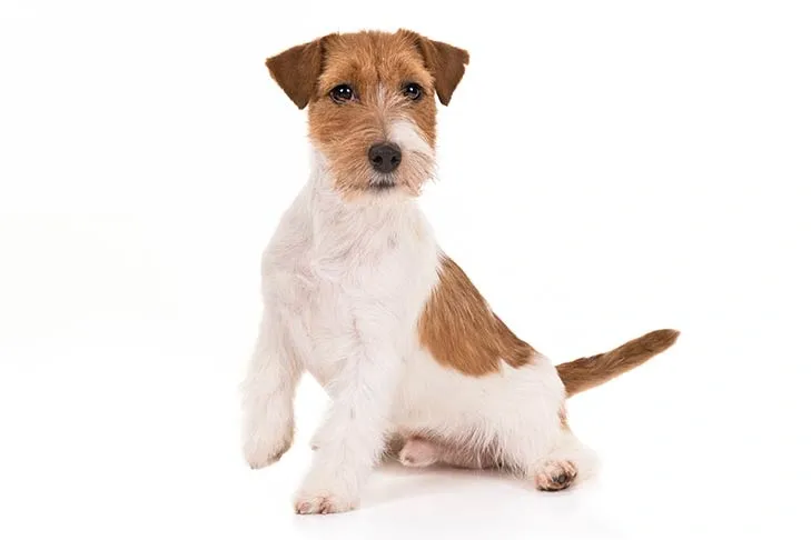Small Russell Terrier puppy with white and brown fur sitting on a white background.
