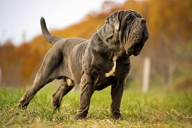 Muscular Neapolitan Mastiff standing on grass with an autumn-colored blurred background.