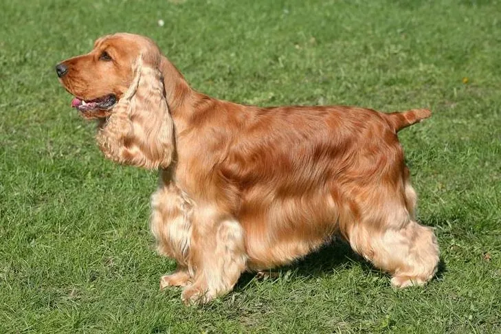 Golden English Cocker Spaniel standing on grass with long ears and wavy coat in profile view.
