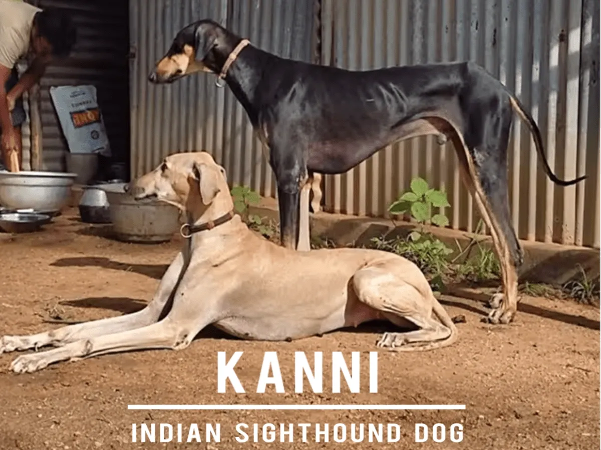 Two Kanni Indian Sighthound dogs, one standing and one lying on the ground, in an outdoor setting.