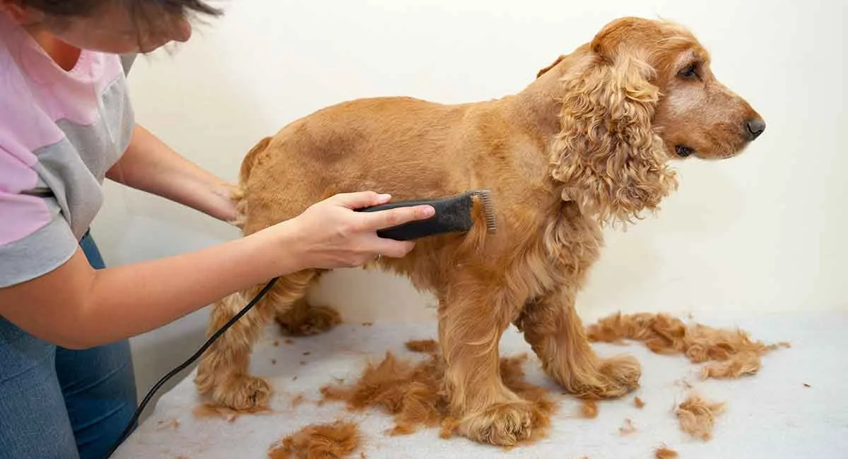 Person grooming a Cocker Spaniel with clippers, removing fur on a white surface covered with trimmed hair.