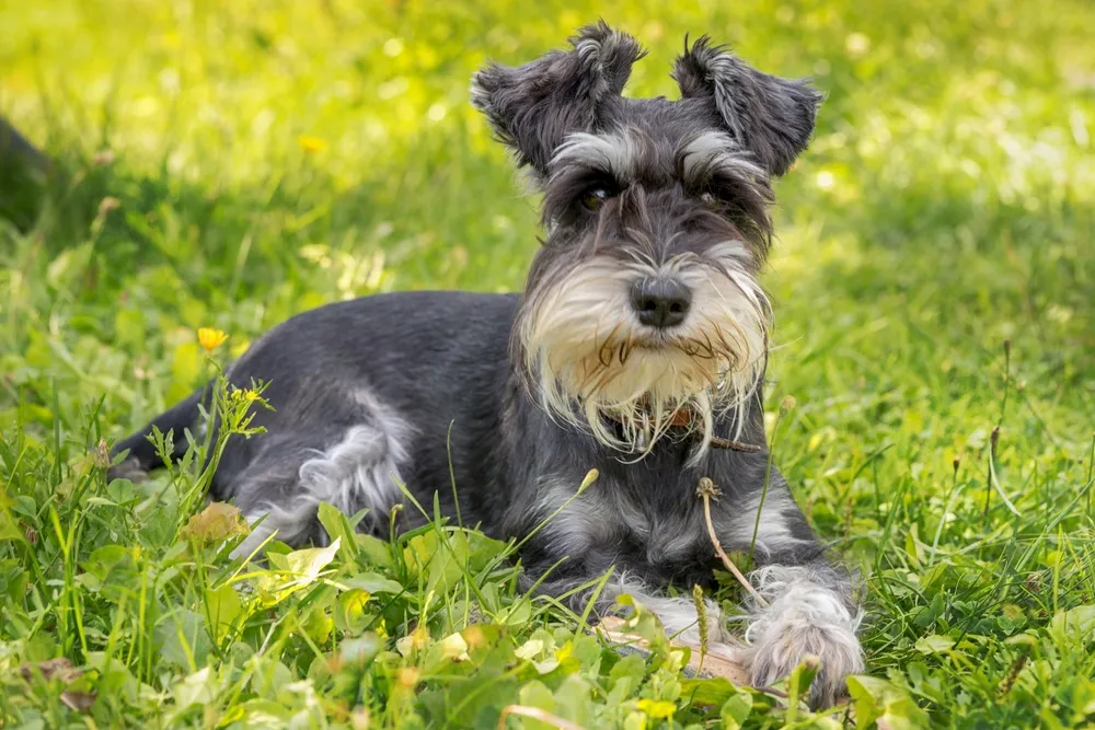 Miniature Schnauzer dog lying on grass with a stick in its mouth, surrounded by green foliage and yellow flowers.
