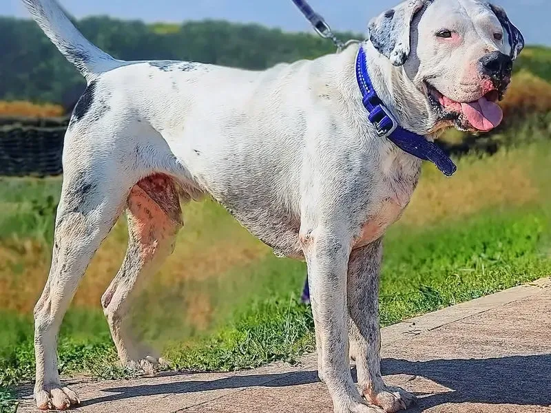 White Bully Kutta dog with black spots wearing a blue collar, standing outside on a leash with its tongue out.