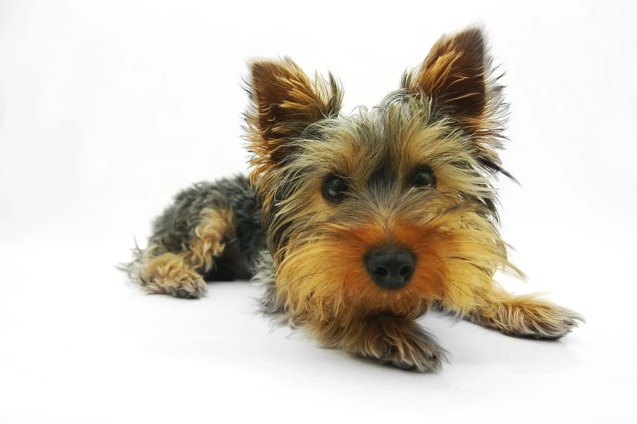 Close-up portrait of a Yorkshire Terrier dog lying down on a white background looking at the camera.