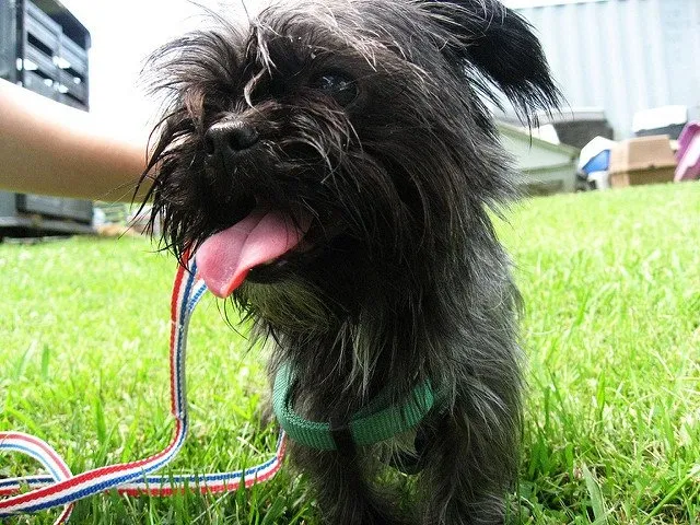 A small black Affenpoo Terrier with a green harness and tongue out standing on grass outdoors.