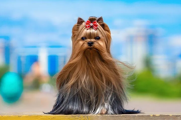 Long-haired Yorkshire Terrier with a red bow sitting outdoors against a blurred city background.