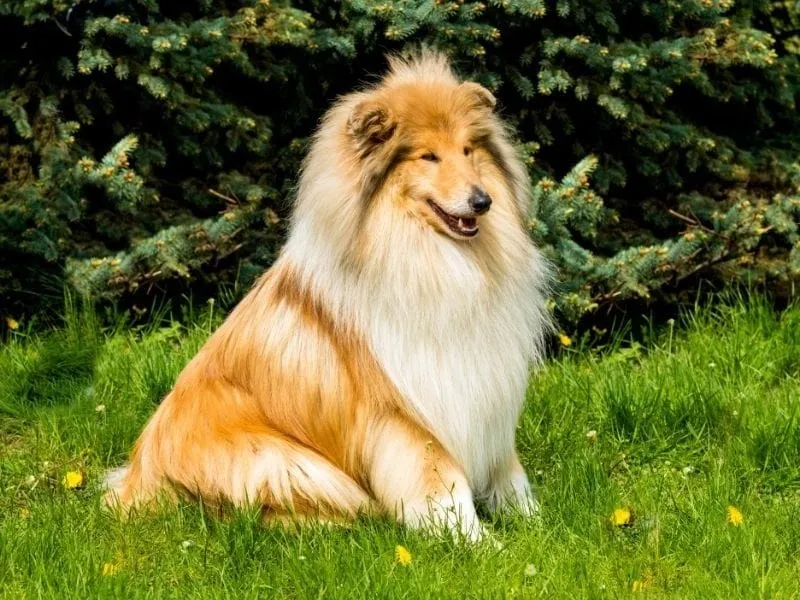 Golden sable Rough Collie sitting on grass with pine trees in the background, showcasing its long, fluffy coat.