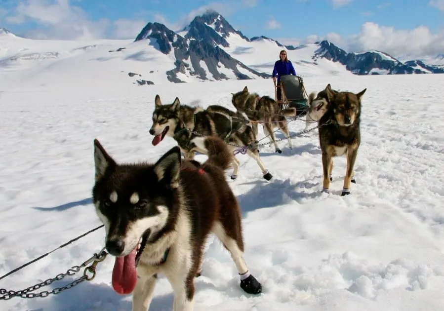 A team of huskies pulling a sled across snowy terrain with mountains in the background and a person guiding them.