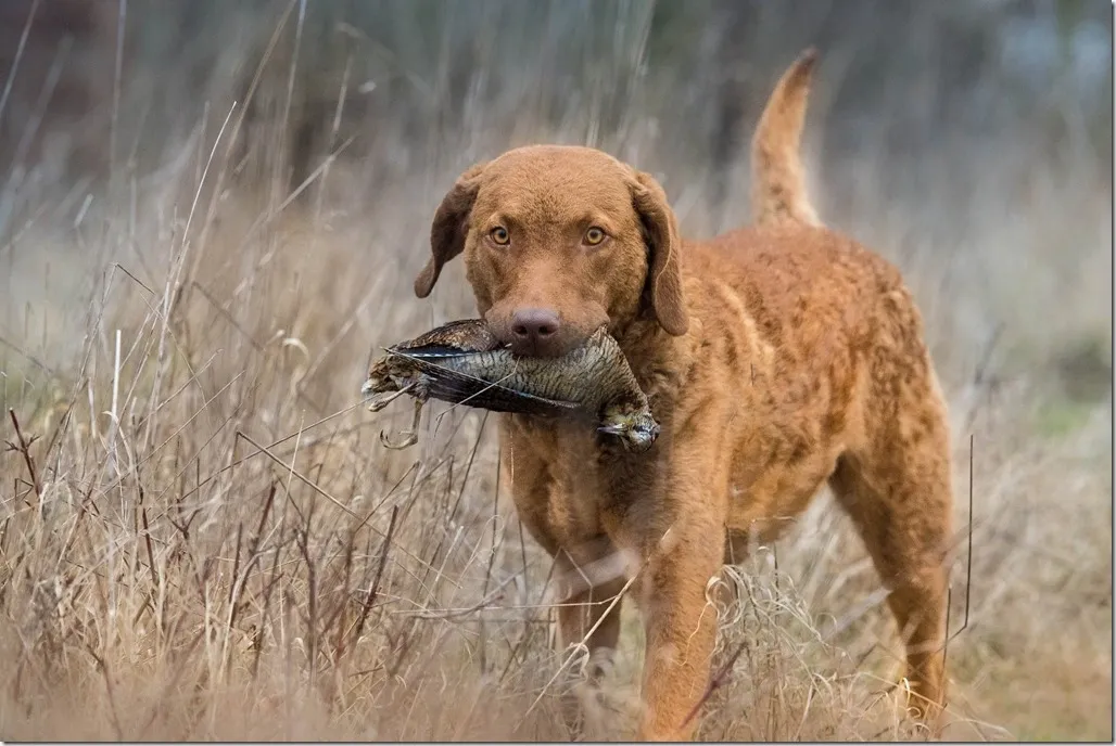 Chesapeake Bay Retriever standing in tall grass holding a pheasant in its mouth.