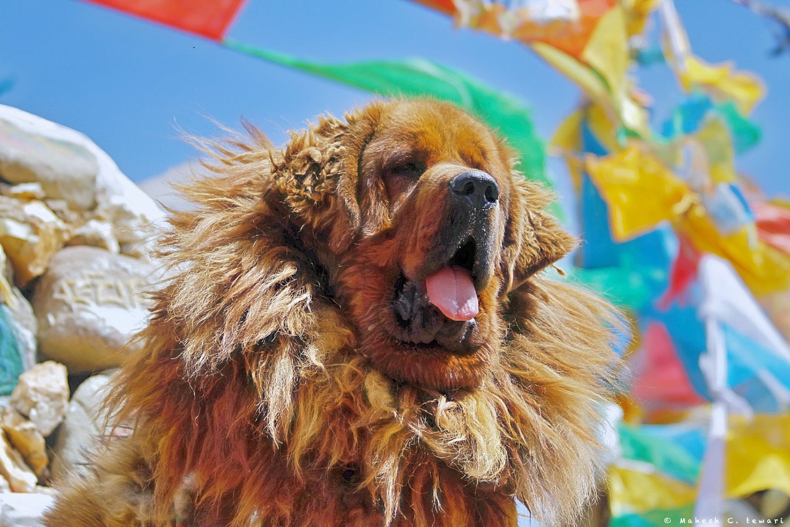 A sturdy Himalayan sheepdog with thick fur standing alert in a mountainous landscape.