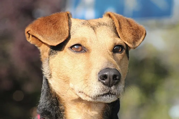 Close-up of a Canaan dog showing its erect ears and short brown and black fur outdoors.