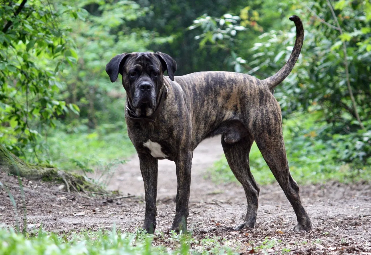 Brindle Cane Corso dog standing alert on a forest path surrounded by green foliage.