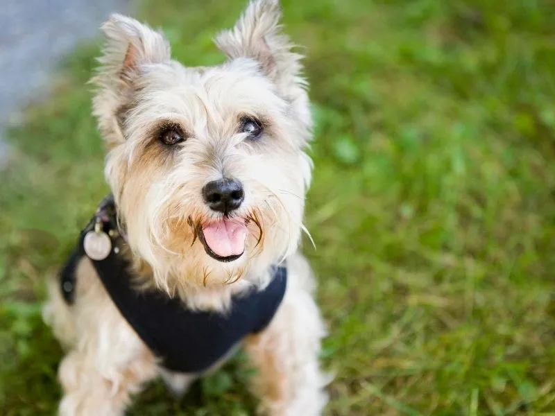 Small Cairn Terrier dog with erect ears wearing a black harness on green grass outdoors