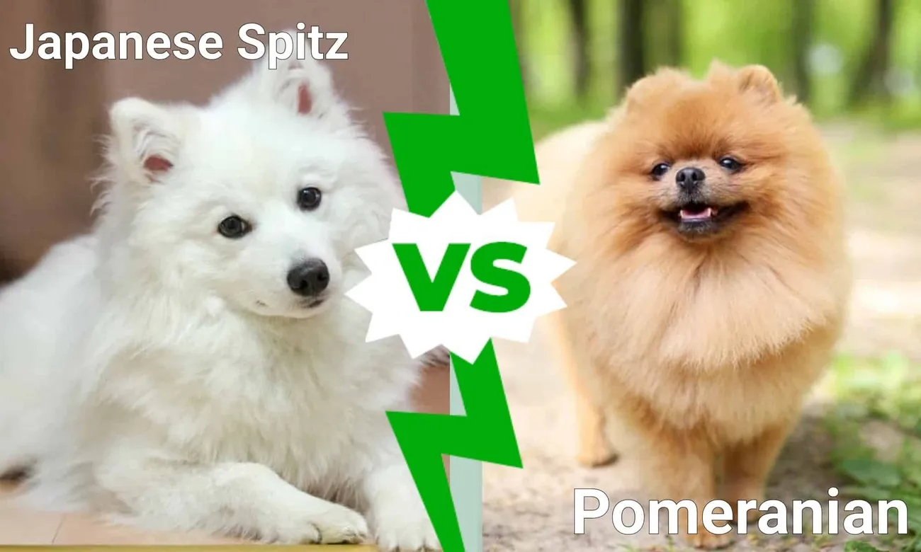 White Japanese Spitz dog lying down versus fluffy orange Pomeranian dog standing outdoors with green background