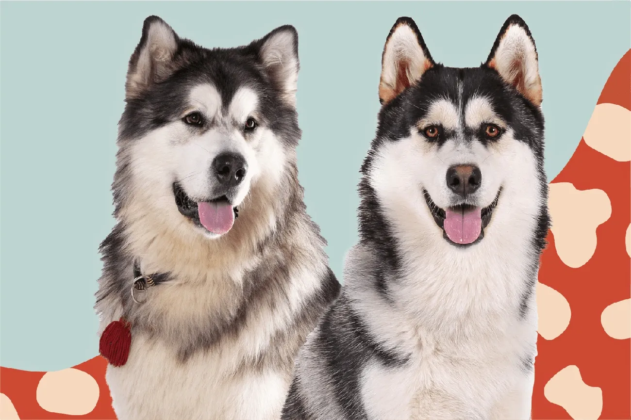 Alaskan Malamute and Siberian Husky side by side showing their distinct facial features and fur patterns.