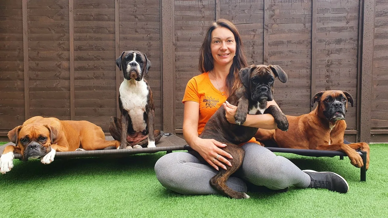 Woman in orange shirt sitting on grass holding a Boxer puppy with three adult Boxers resting nearby on a brown fence background.