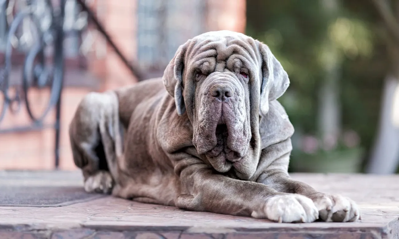 Large gray Neapolitan Mastiff dog lying down with wrinkled skin and droopy eyes outdoors on a stone surface.