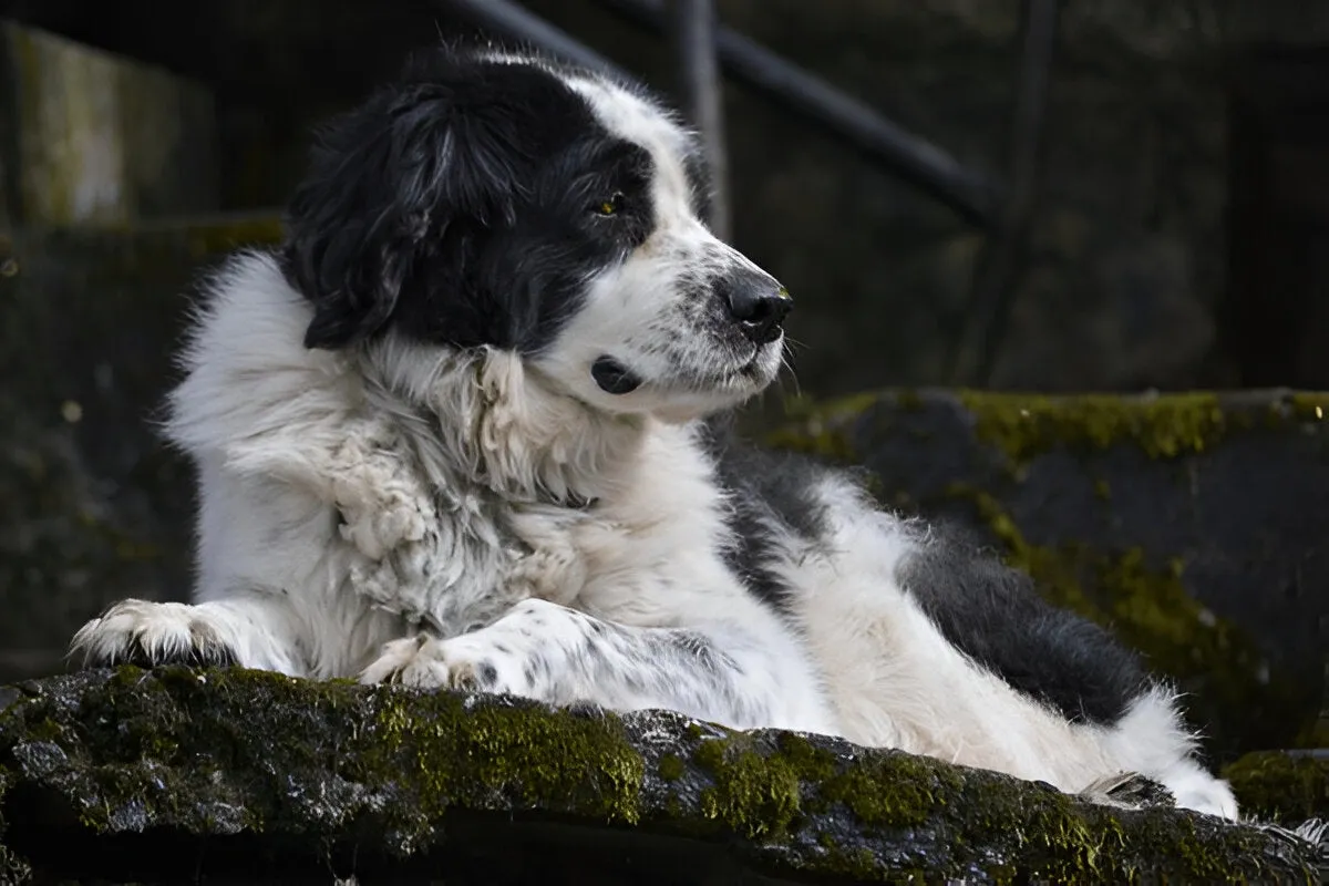 Black and white Bakharwal Mastiff dog resting on moss-covered stone steps, looking to the side.